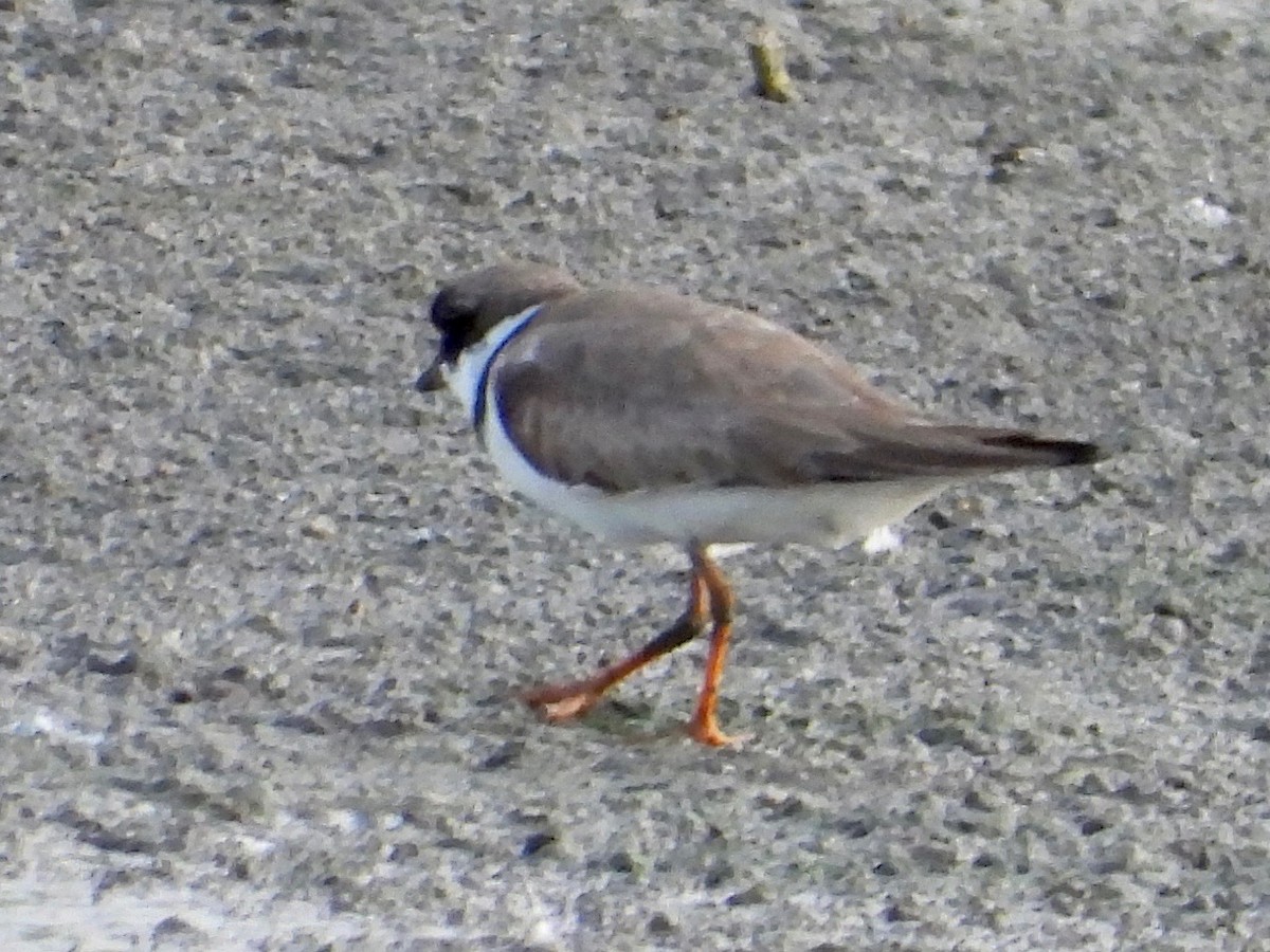 Semipalmated Plover - ML361828511