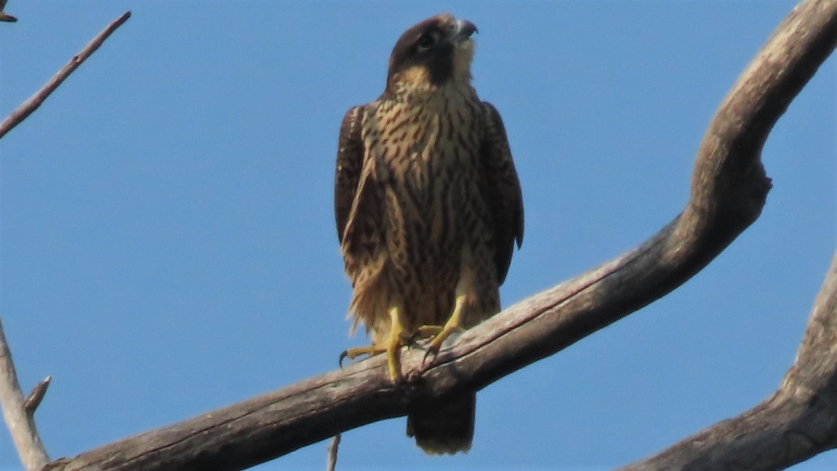 Peregrine Falcon - ML361828571