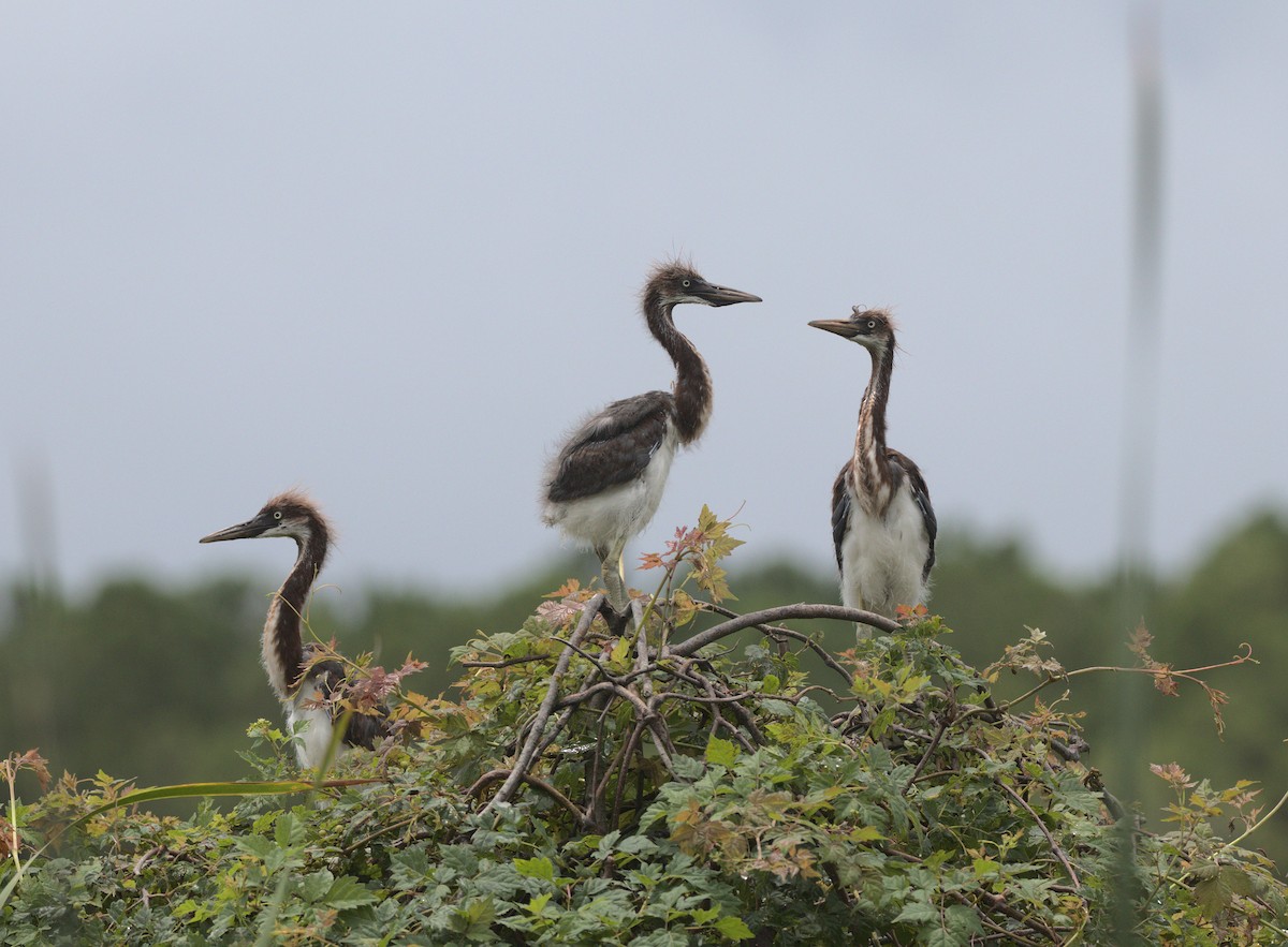 Tricolored Heron - ML361829941