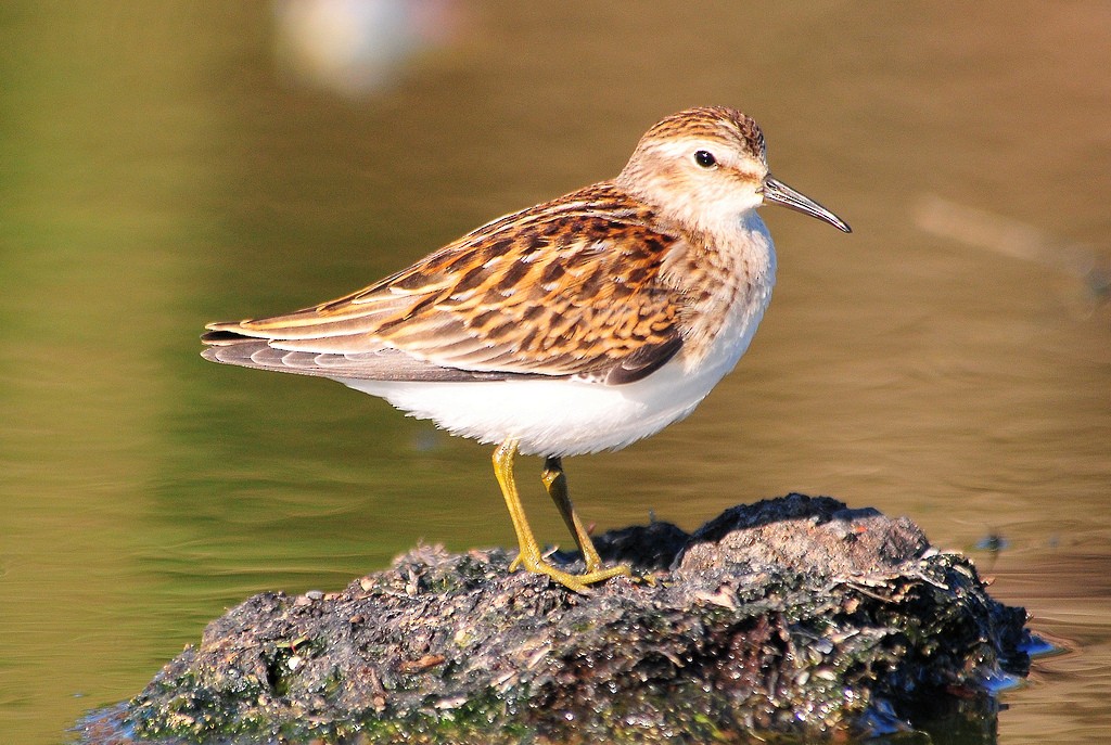 Least Sandpiper - ML36183251