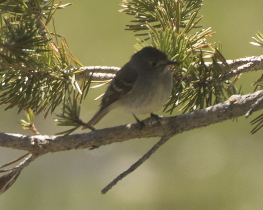 Dusky Flycatcher - Scott Bowers