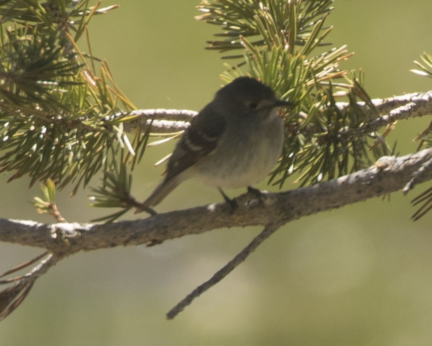 Dusky Flycatcher - ML361834351