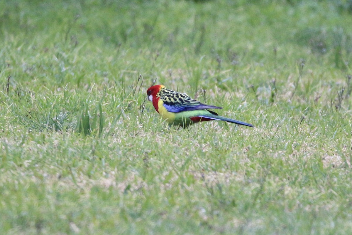 Eastern Rosella - ML361835881