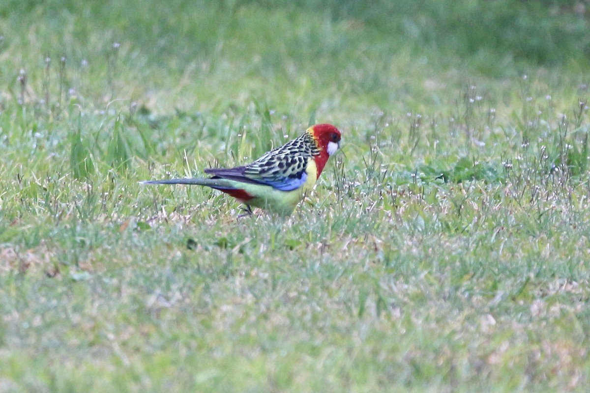 Eastern Rosella - ML361835891