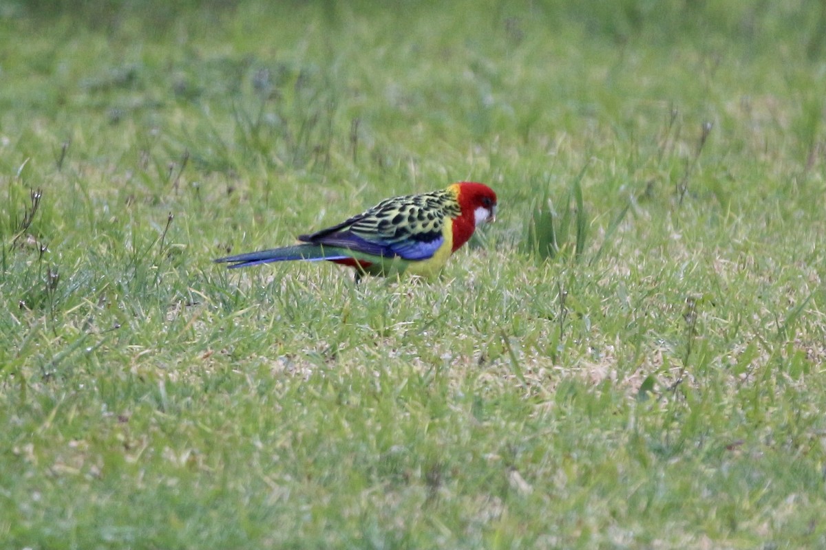 Eastern Rosella - ML361835901