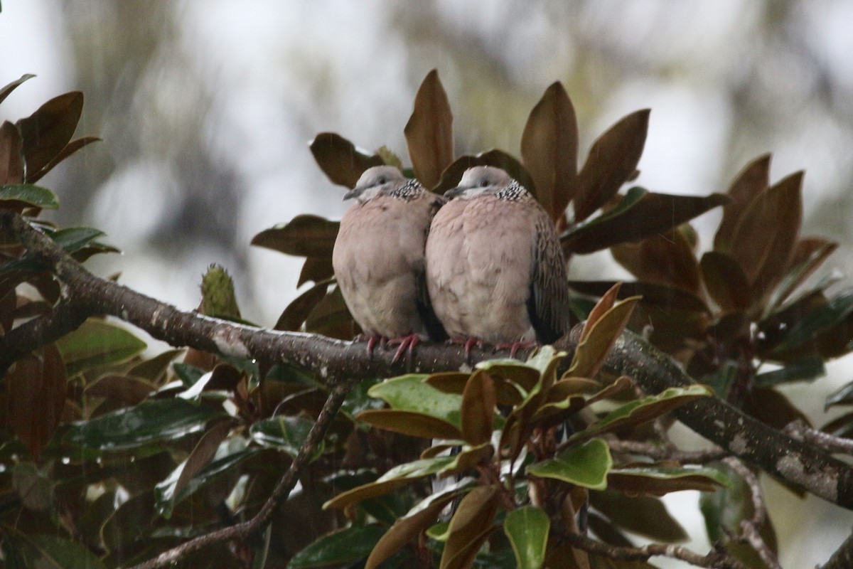 Spotted Dove - Pauline and Ray Priest