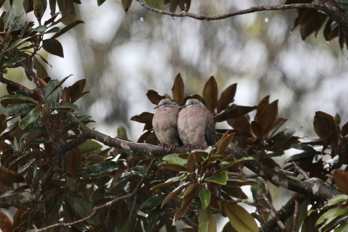 Spotted Dove - Pauline and Ray Priest