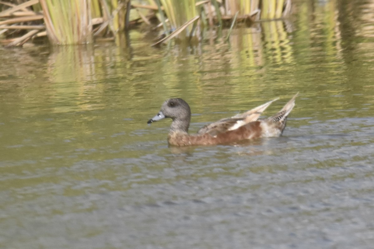 American Wigeon - ML361836211