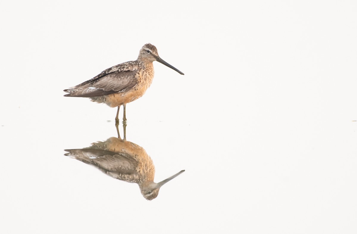 Long-billed Dowitcher - Christopher Gilbert