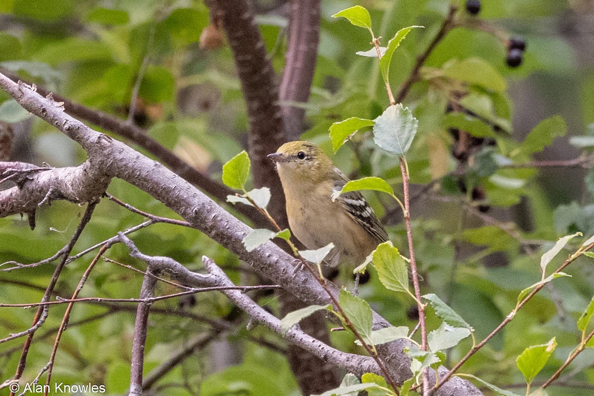 Bay-breasted Warbler - ML361837841