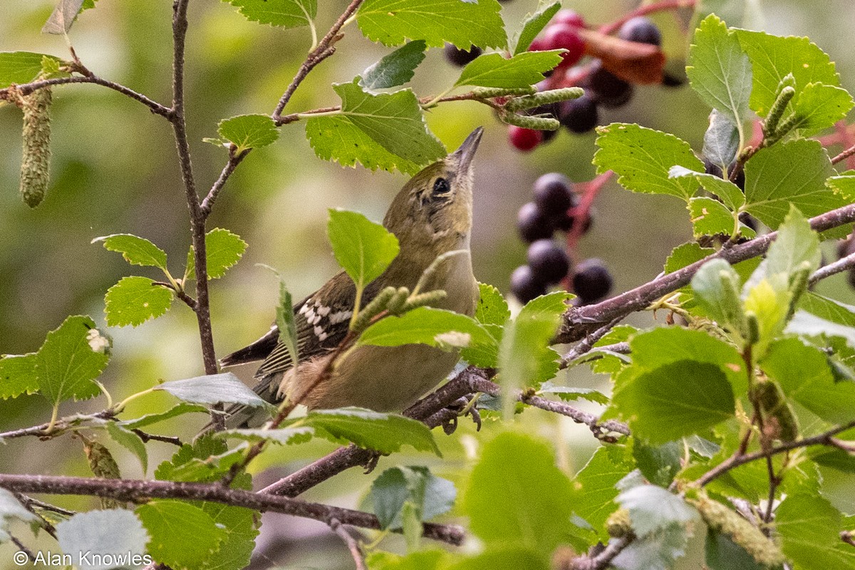 Bay-breasted Warbler - ML361837851