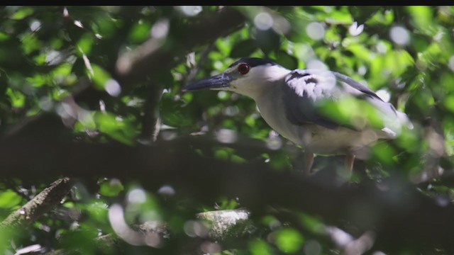 Black-crowned Night Heron (American) - ML361838221