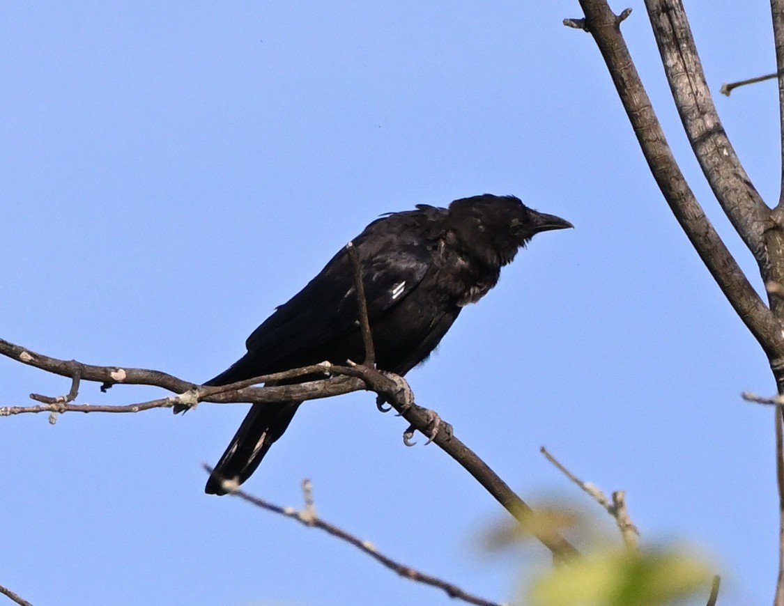 American Crow - ML361839471