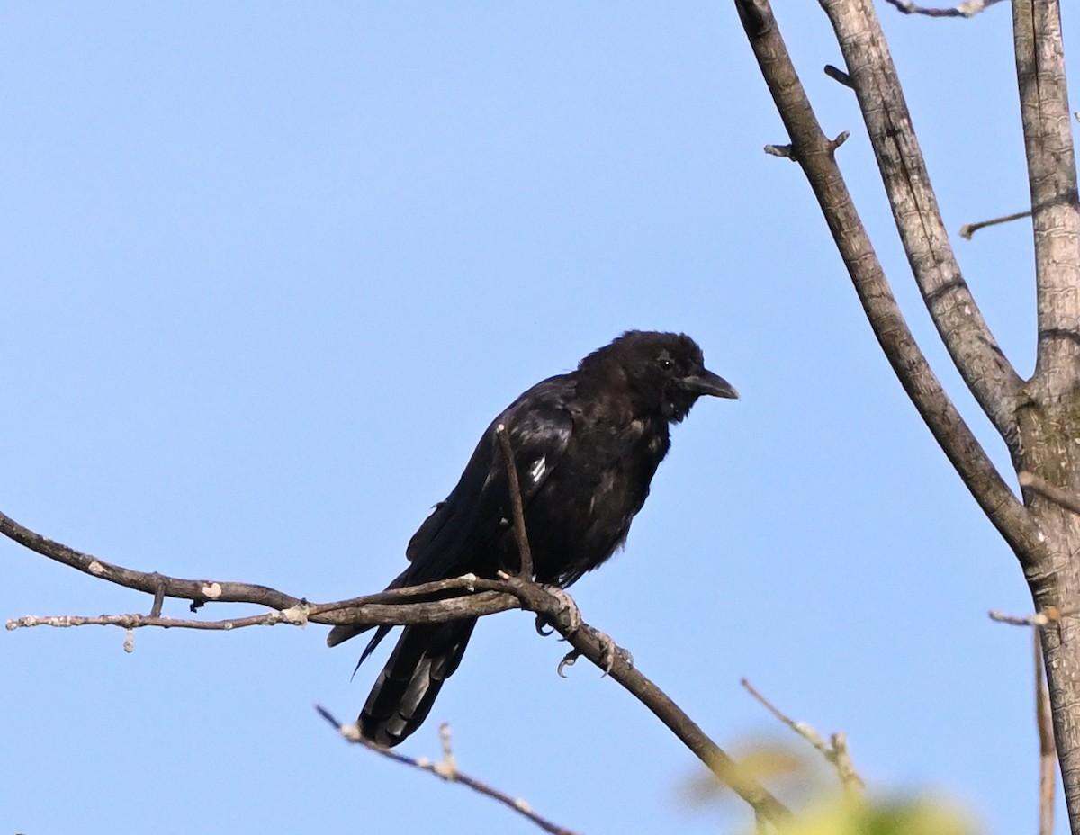 American Crow - ML361839491