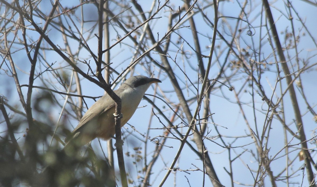 Mangrove Cuckoo - ML36183991