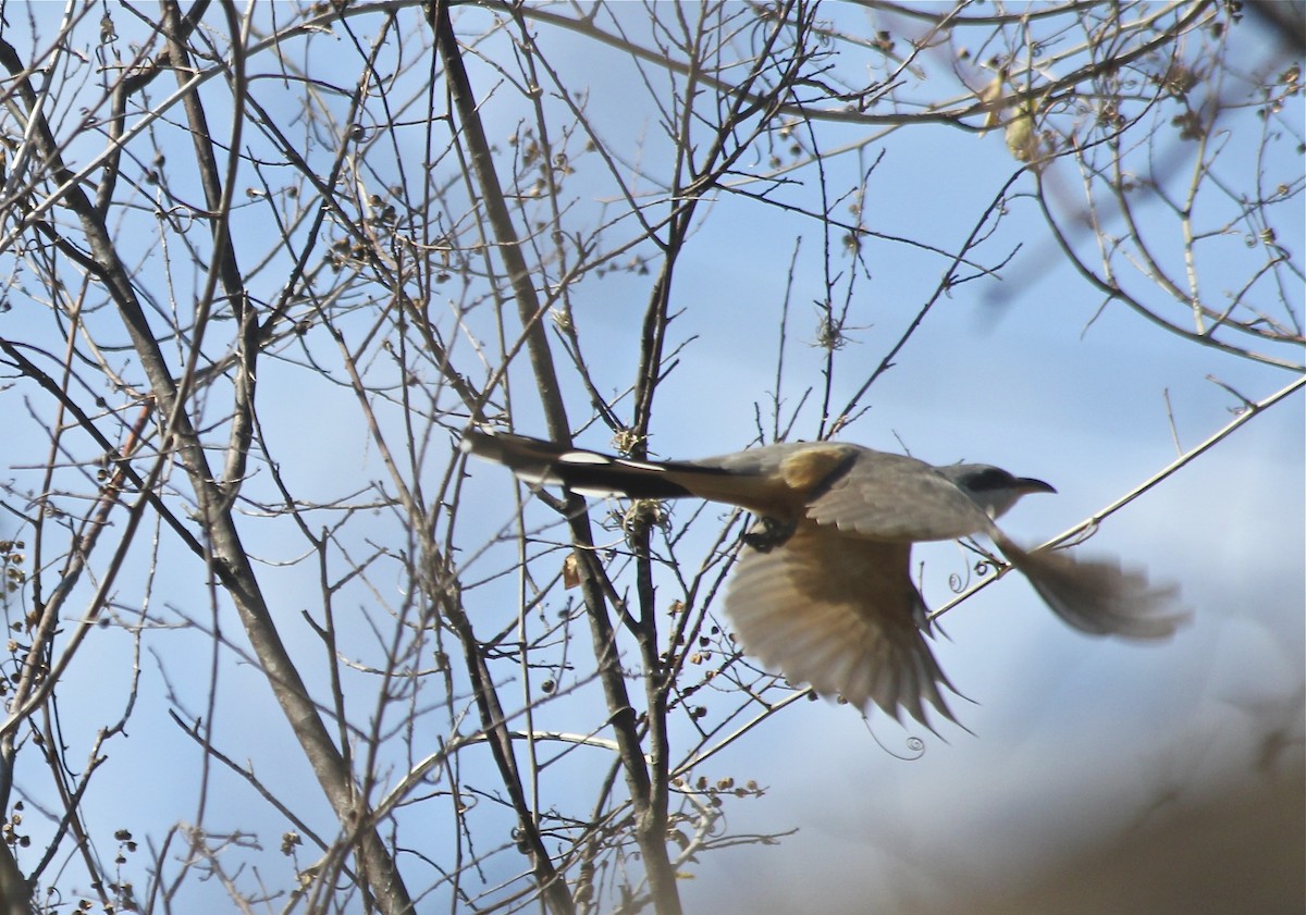 Mangrove Cuckoo - ML36184001