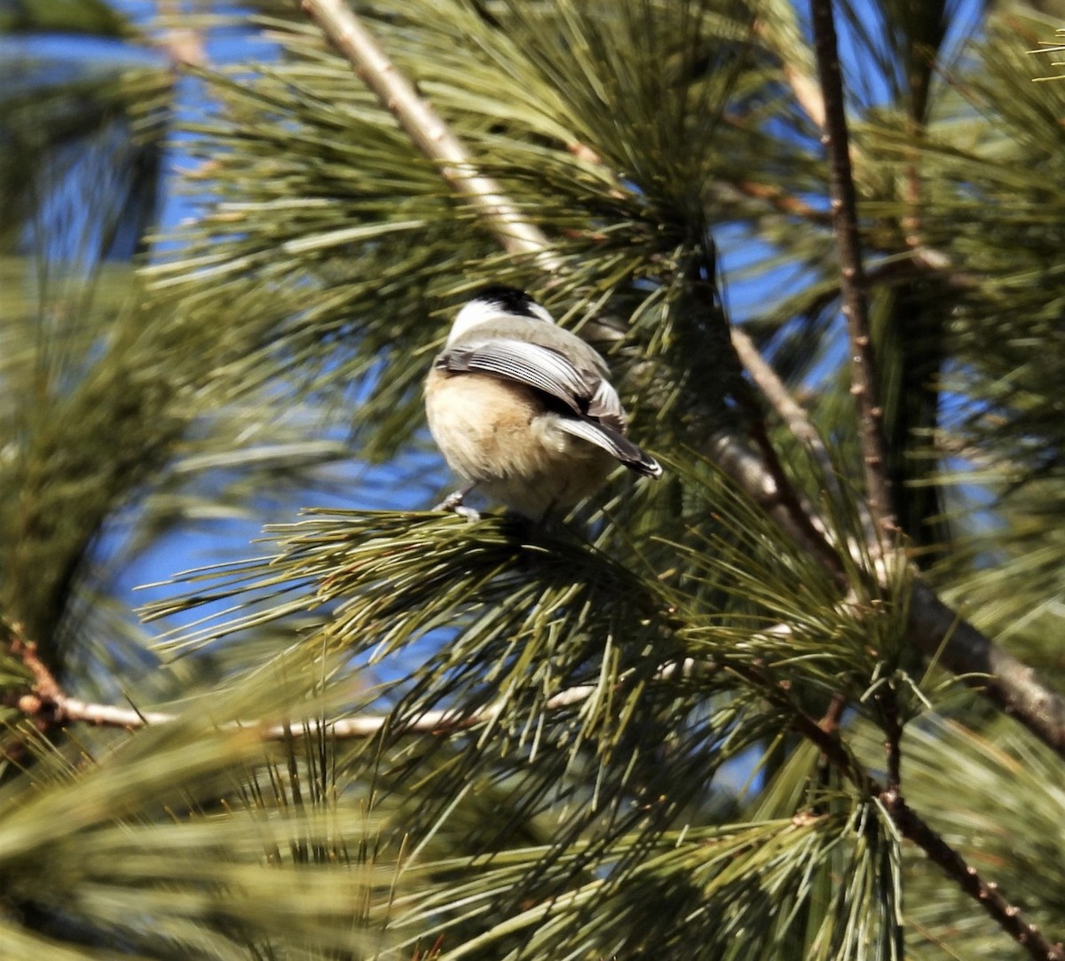 Black-capped Chickadee - ML361840341