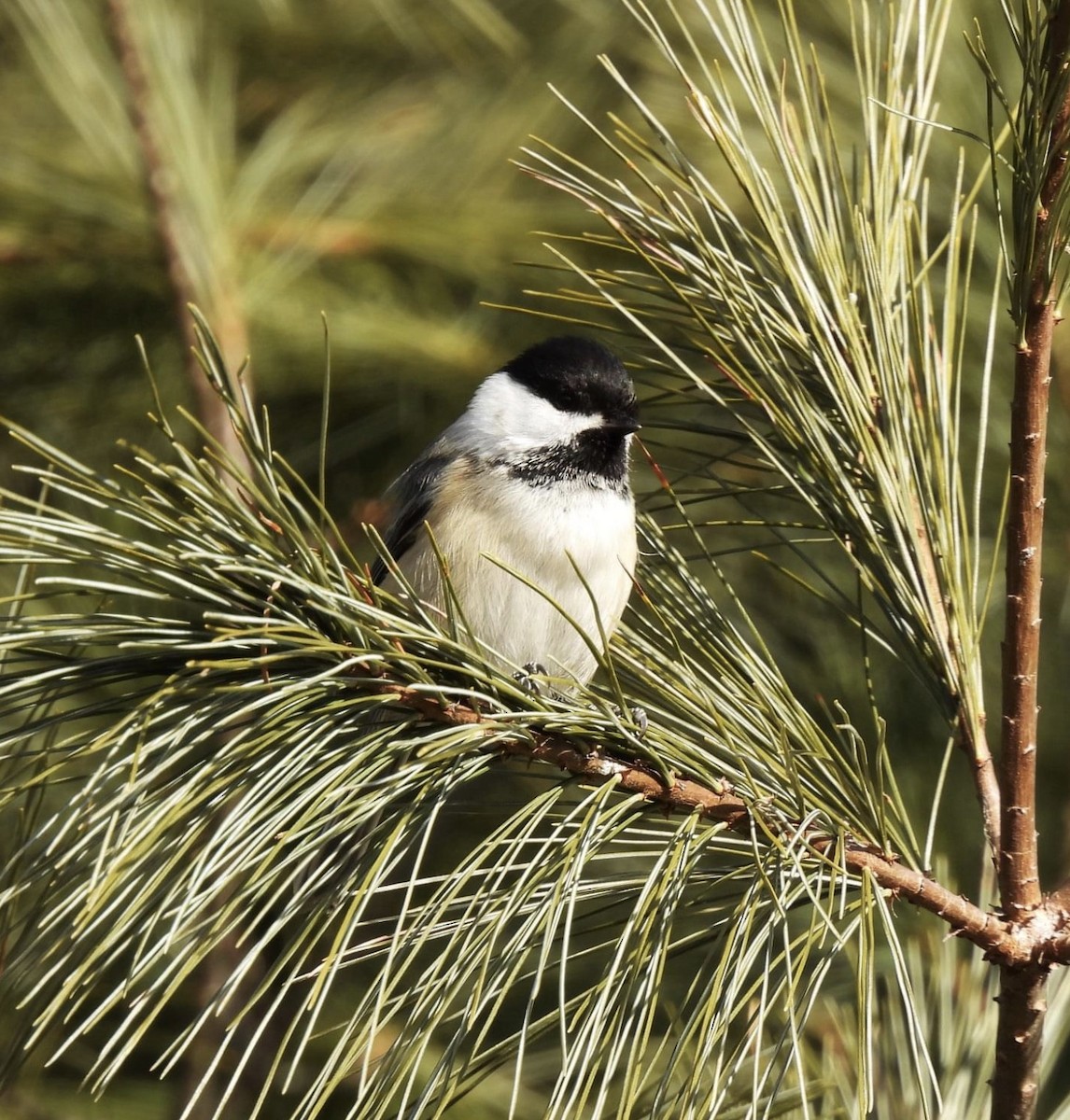 Black-capped Chickadee - ML361840351