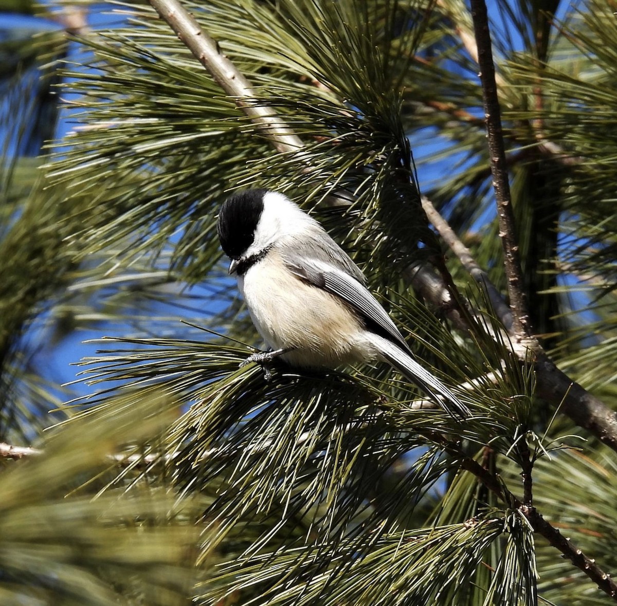 Black-capped Chickadee - ML361840361