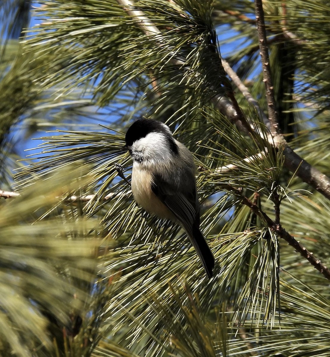 Black-capped Chickadee - ML361840371