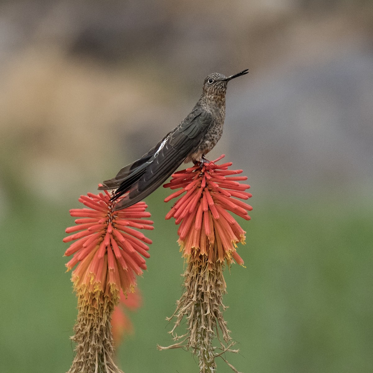 Colibrí Gigante - ML36184271