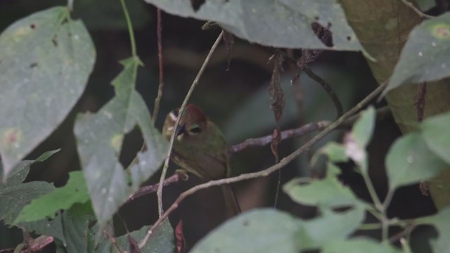 Zwergmotmot - ML361844821