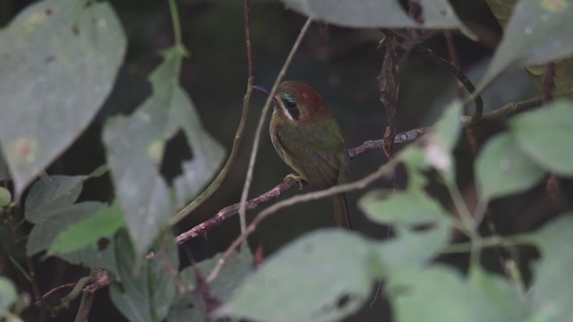 Tody Motmot - ML361844851