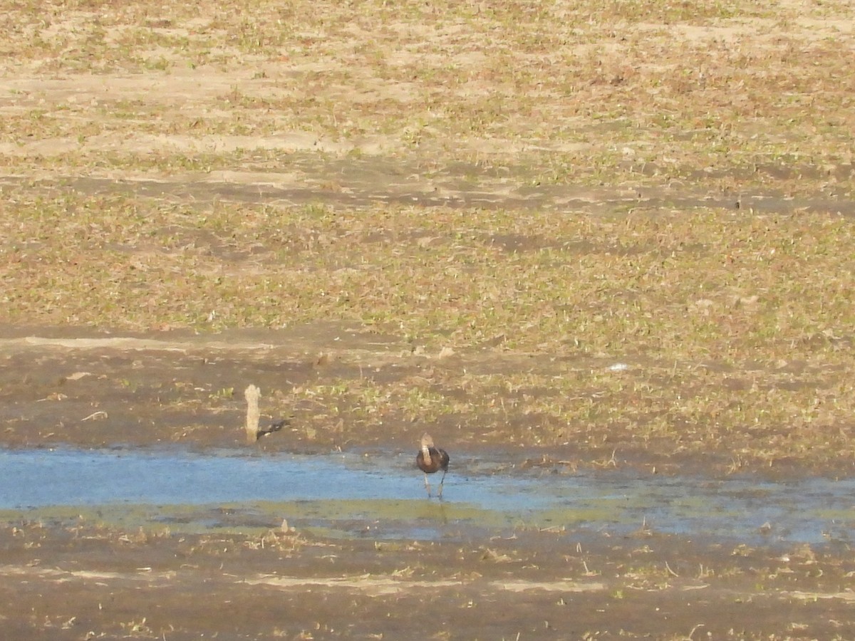 White-faced Ibis - ML361845911