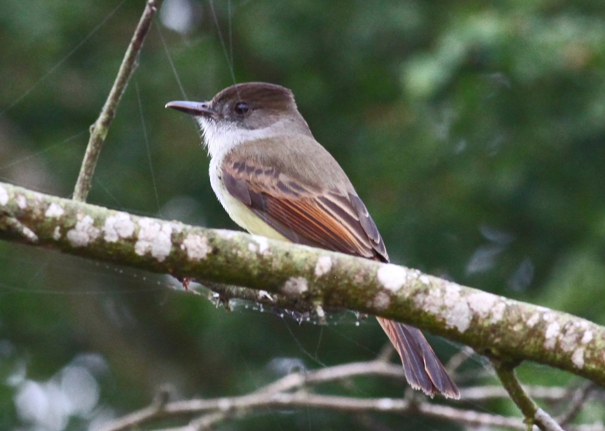 Dusky-capped Flycatcher - ML36184761