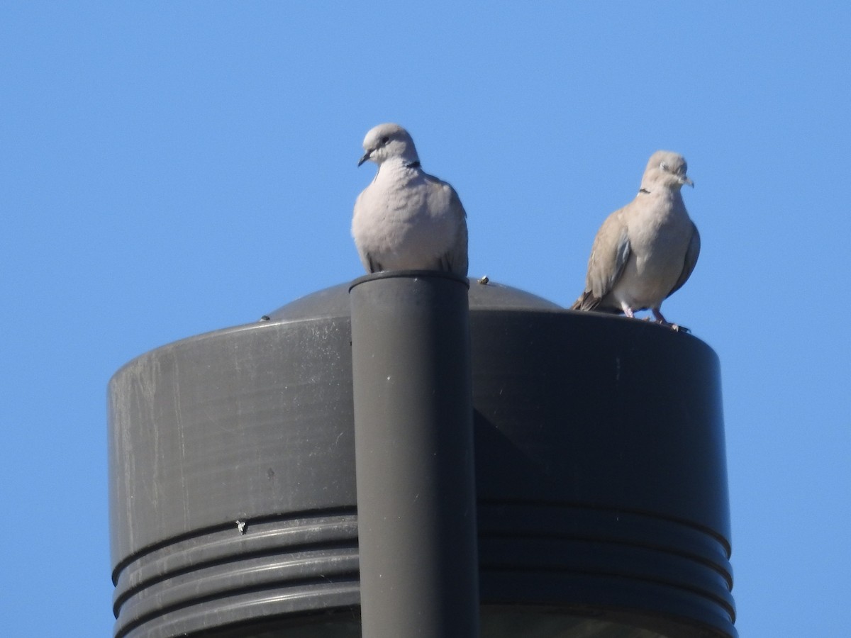 Eurasian Collared-Dove - ML361848221