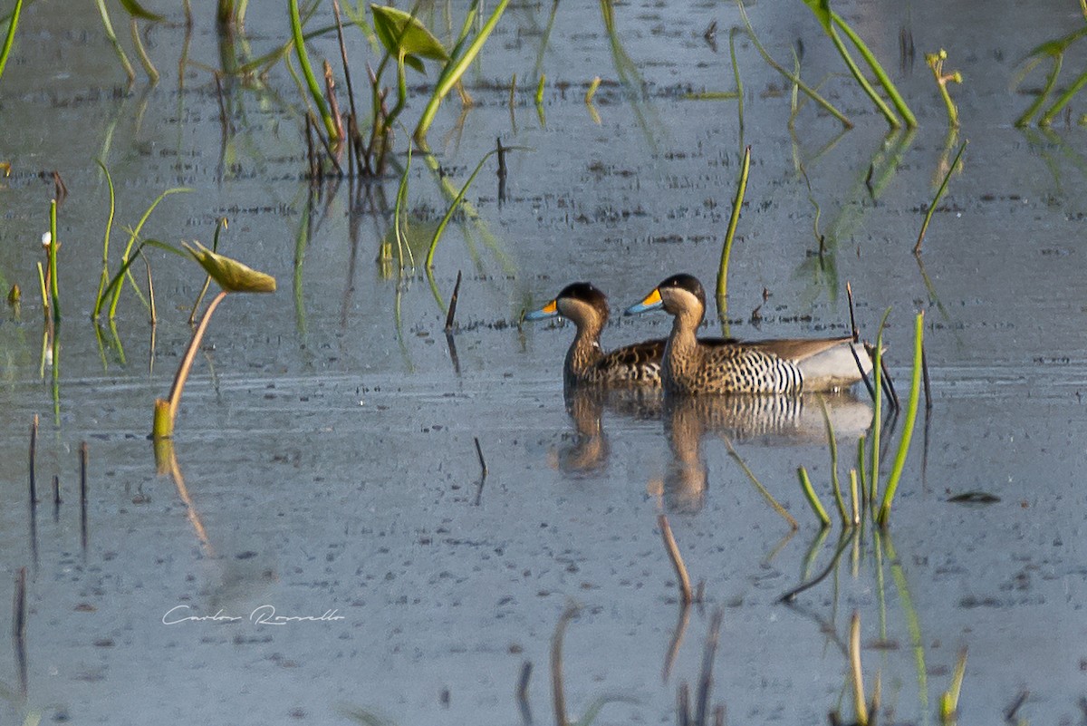 Silver Teal - Carlos Rossello