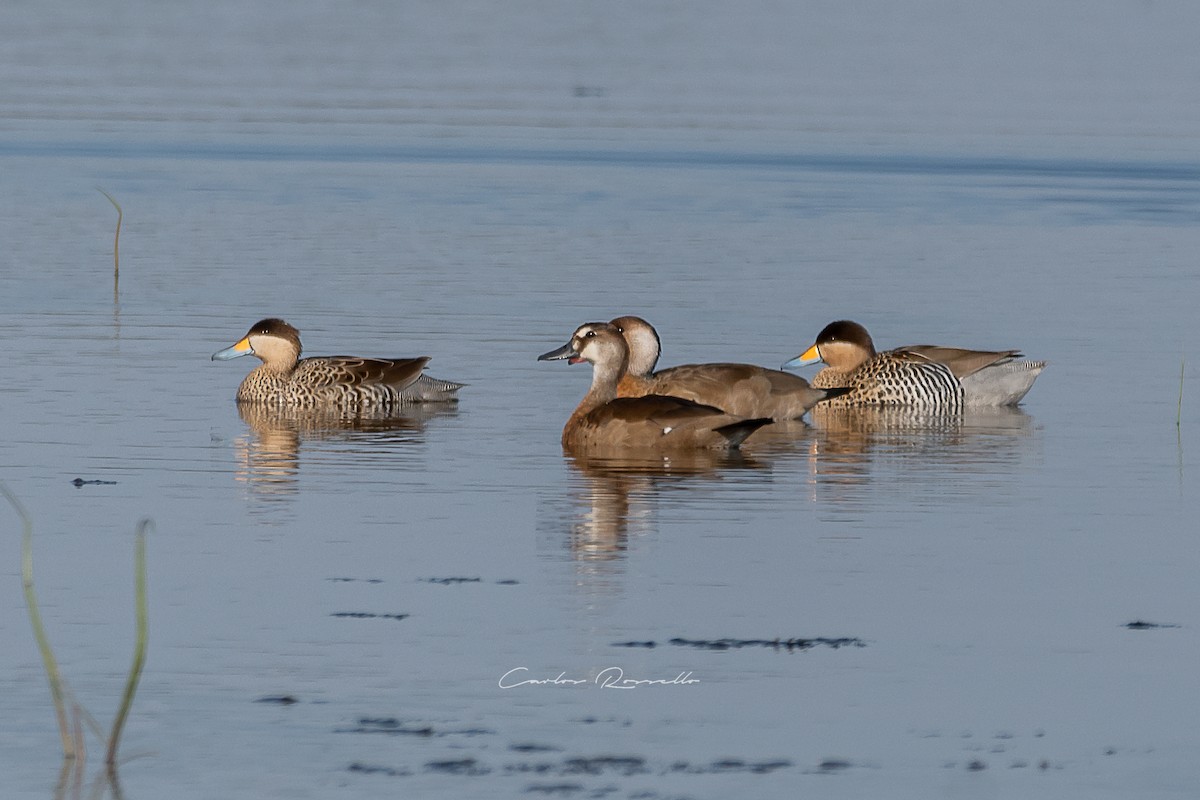 Silver Teal - Carlos Rossello