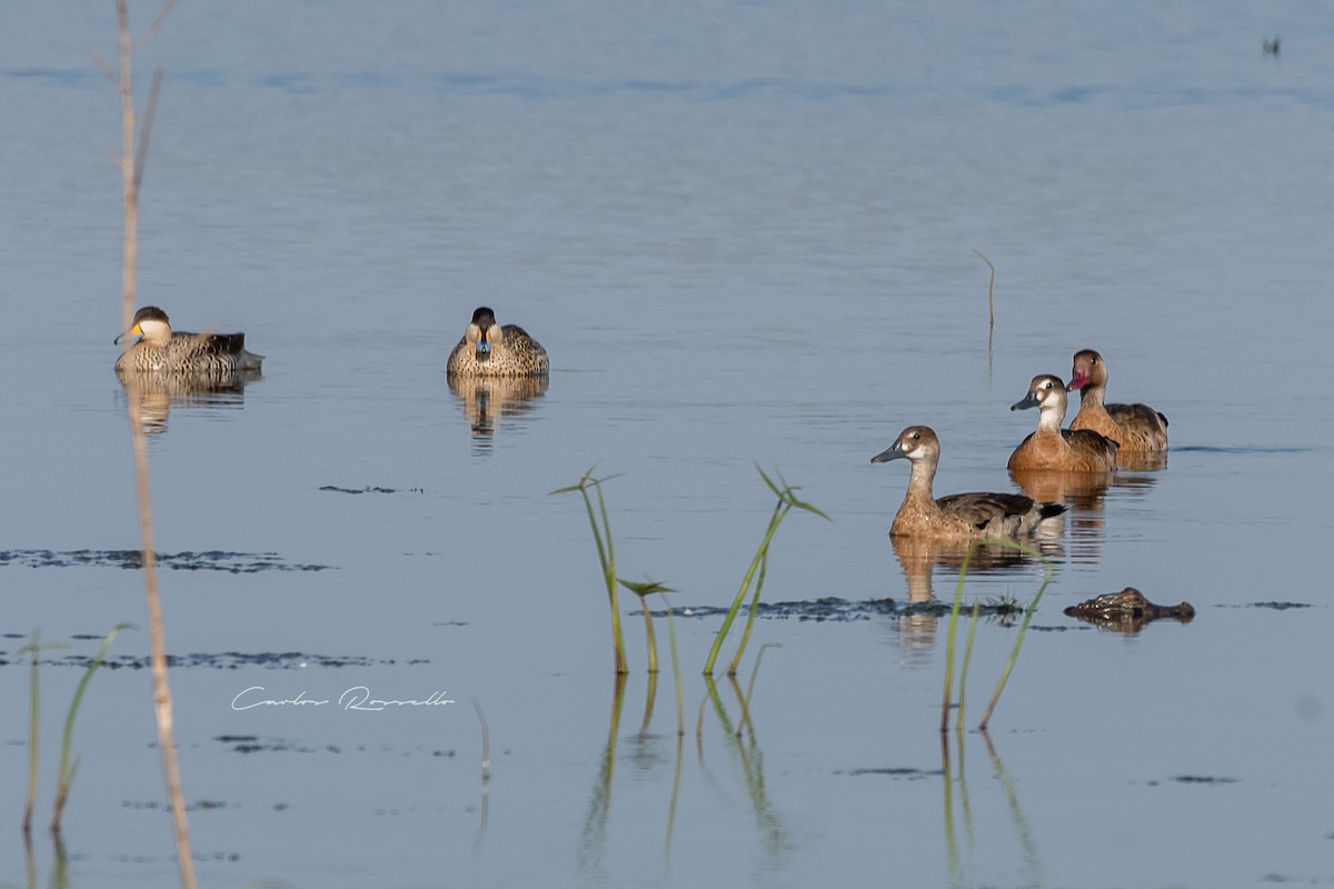 Silver Teal - Carlos Rossello