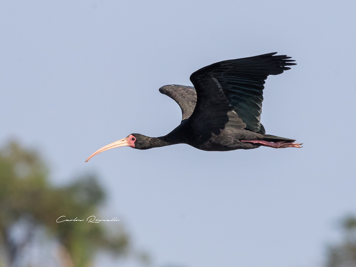 rødmaskeibis - ML361849971