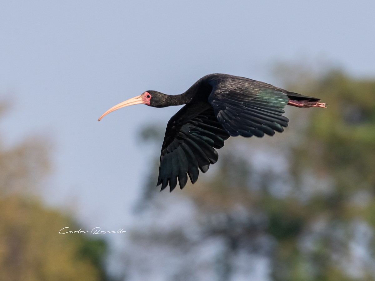 rødmaskeibis - ML361849981