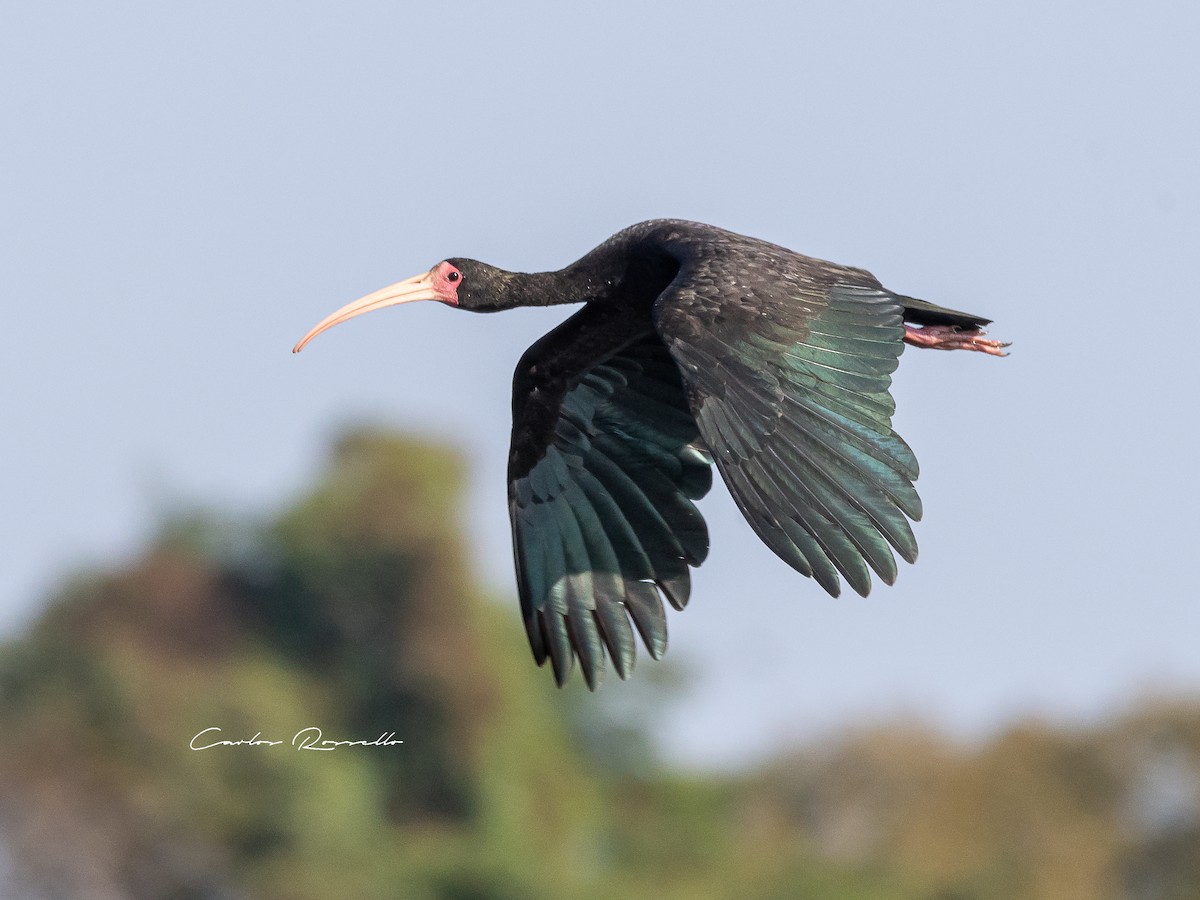 Bare-faced Ibis - Carlos Rossello