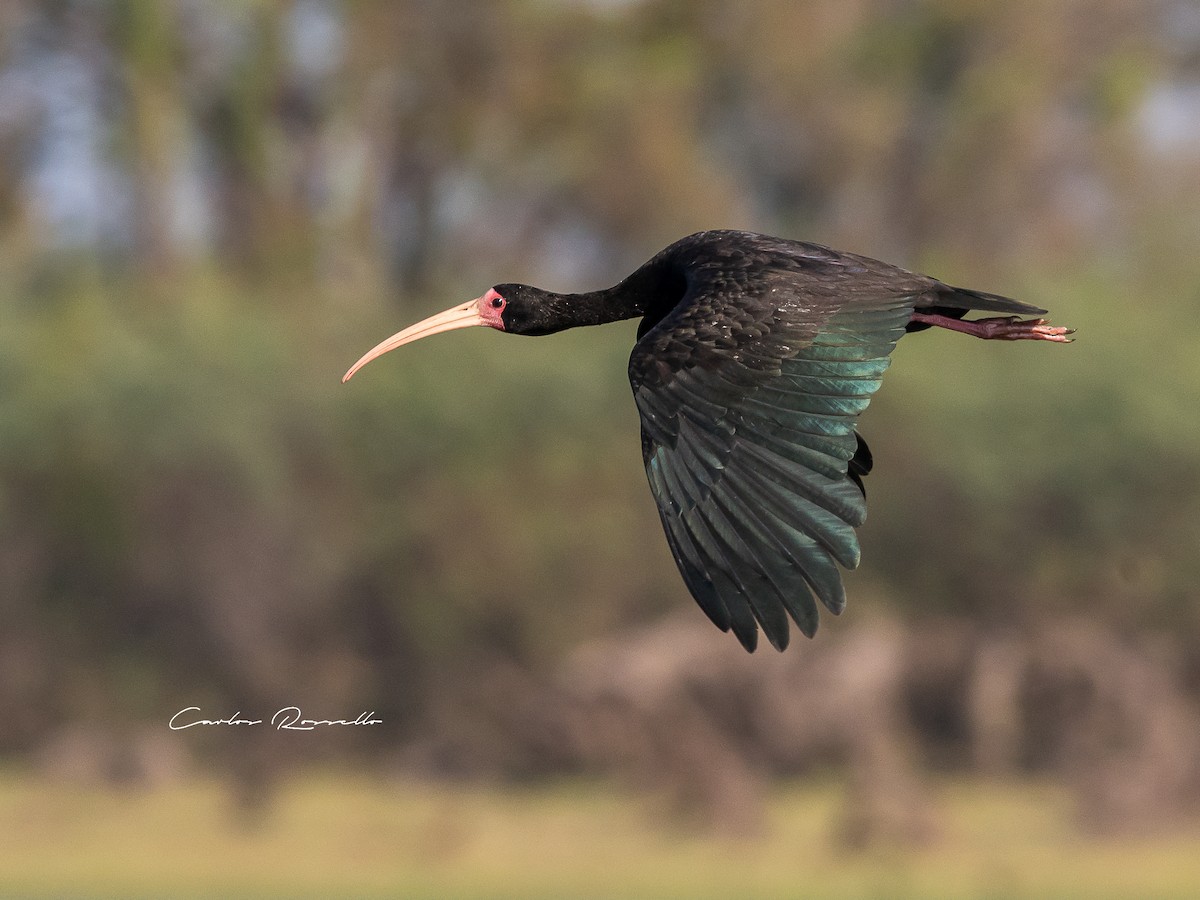 ibis tmavý - ML361850011