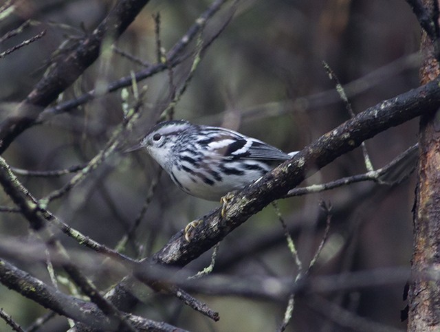 Black-and-white Warbler - ML36185011