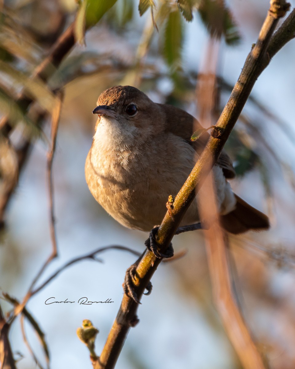 Rufous Hornero - ML361850131