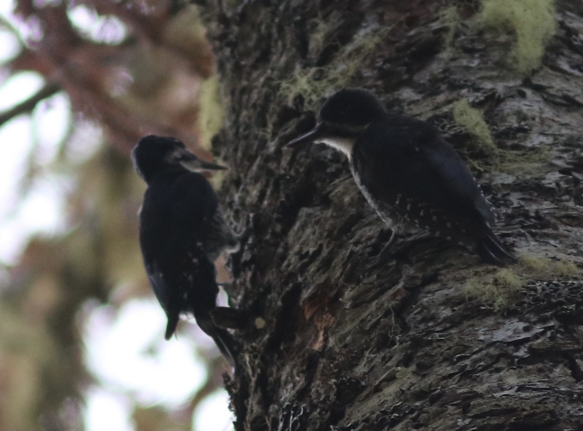 Black-backed Woodpecker - ML361850401