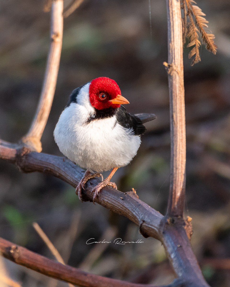 Yellow-billed Cardinal - ML361850781