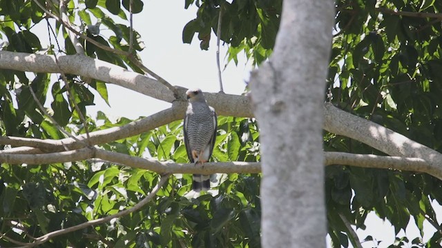 Gray Hawk - ML361851081