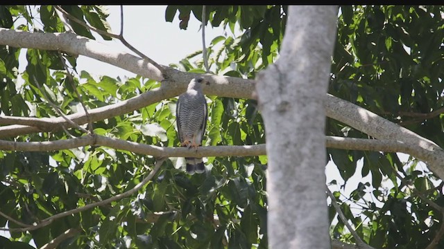 Gray Hawk - ML361851101