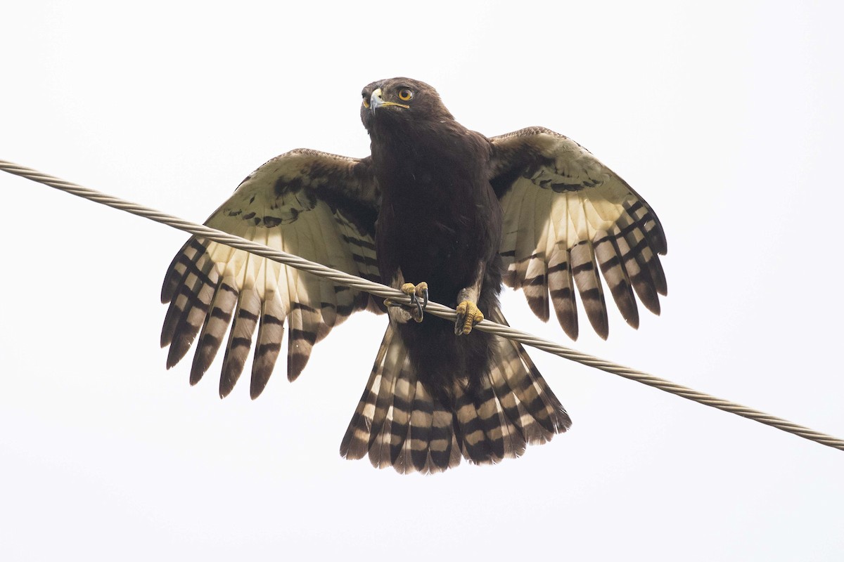 Long-crested Eagle - ML361851211