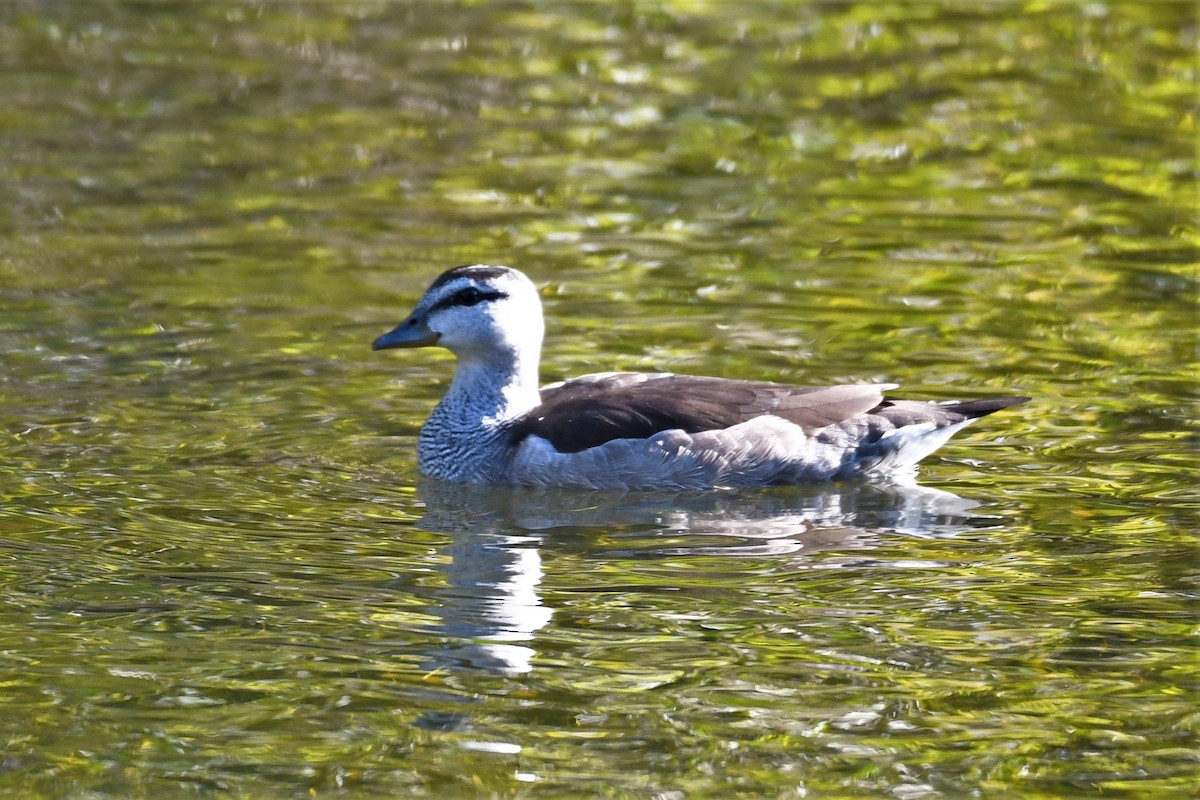 Cotton Pygmy-Goose - ML361851531