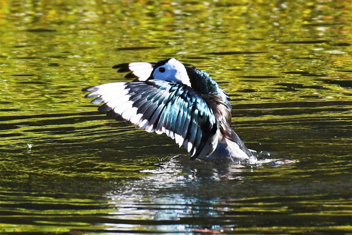 Cotton Pygmy-Goose - ML361851541