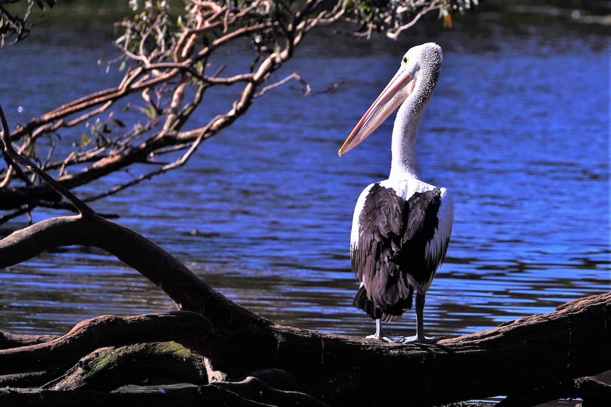 pelikán australský - ML361851721