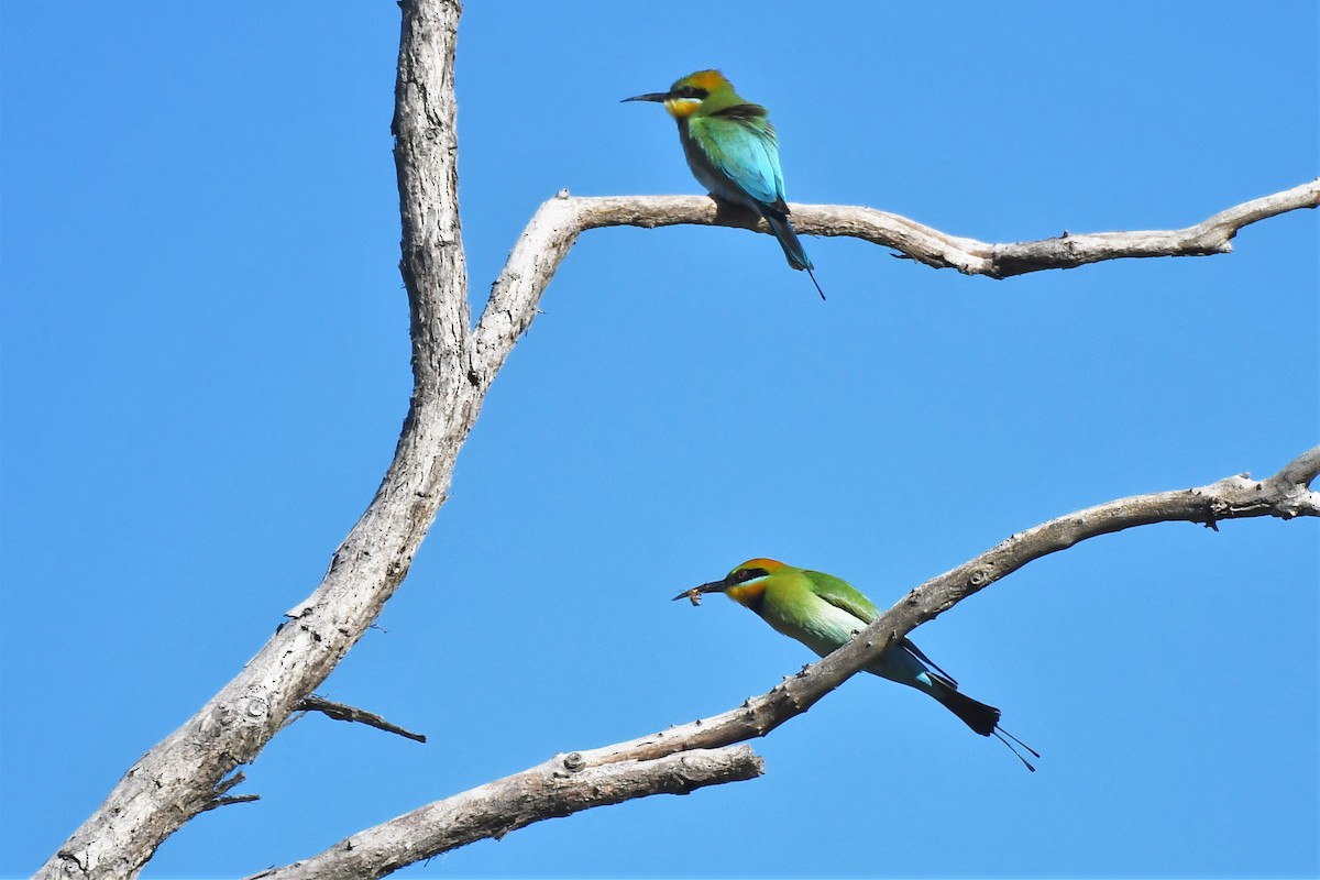 Rainbow Bee-eater - ML361851801