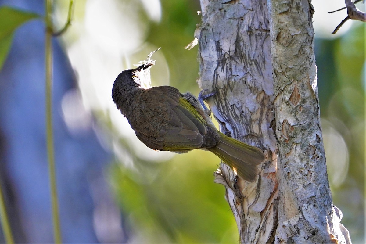 Brown Honeyeater - ML361851841