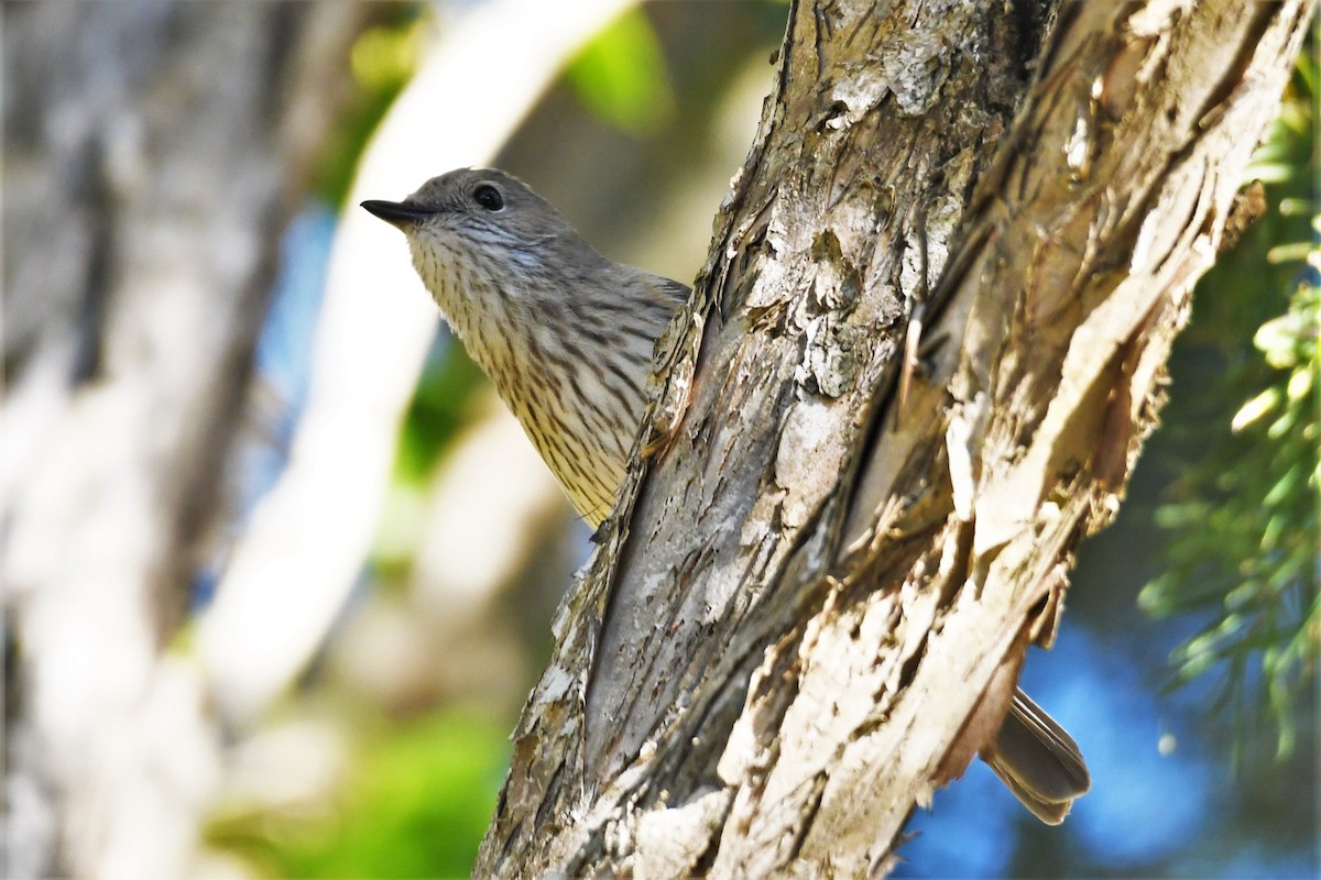 Rufous Whistler - ML361851991